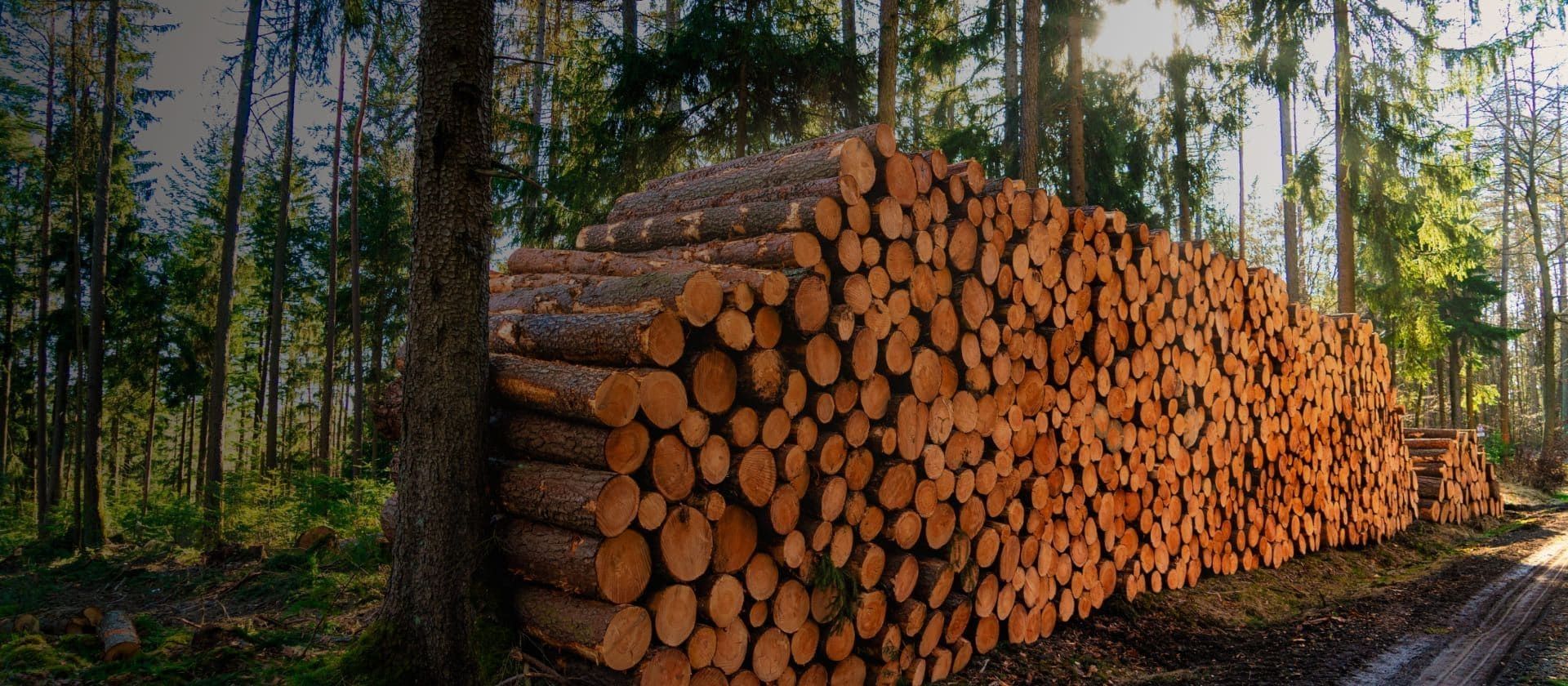 Gestapeltes Holz im Wald